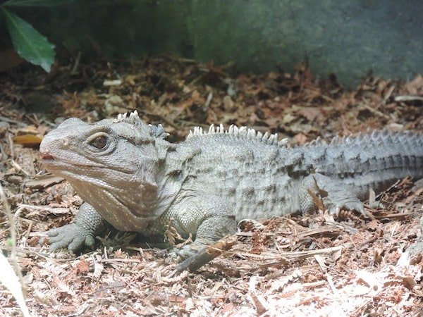 tuatara de Nueva Zelanda - Asombrosos y peligrosos animales en Nueva Zelanda