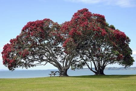árbol de Navidad de Nueva Zelanda