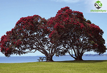 Limited Visa de Nueva Zelanda, todo lo que necesitas saber Theinfinitynz - El Pohutukawa, el árbol de Navidad de Nueva Zelanda