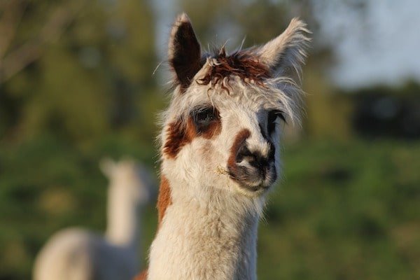 alpaca-nueva-zelanda-animales-asombrosos Alpaca de Nueva Zelanda - Asombrosos y peligrosos animales en Nueva Zelanda
