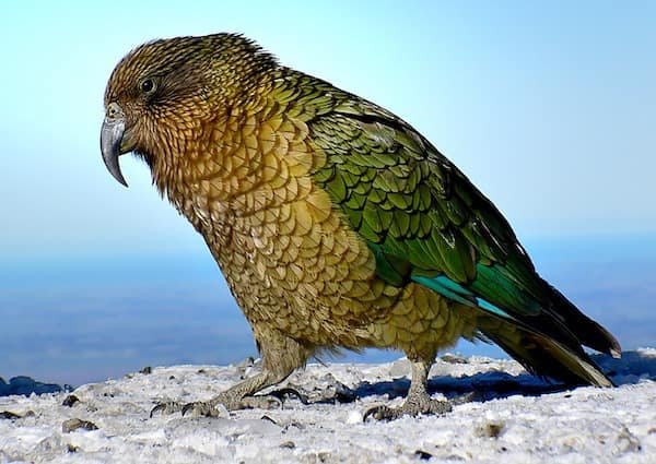 aves-kea-nueva-zelanda-animales-asombrosos Kea de Nueva Zelanda - Asombrosos y peligrosos animales en Nueva Zelanda
