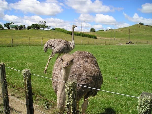 avestruces-nueva-zelanda-animales-asombrosos avestruces de Nueva Zelanda - Asombrosos y peligrosos animales en Nueva Zelanda
