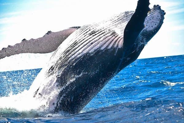 ballena-blanca-nueva-zelanda-animales-asombrosos ballenas de Nueva Zelanda - animales peligrosos de Nueva Zelanda