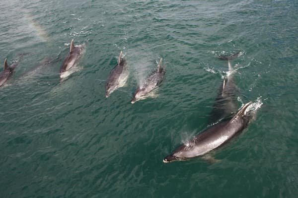 delfines-nueva-zelanda-animales-asombrosos delfines en Nueva Zelanda - Asombrosos y peligrosos animales en Nueva Zelanda