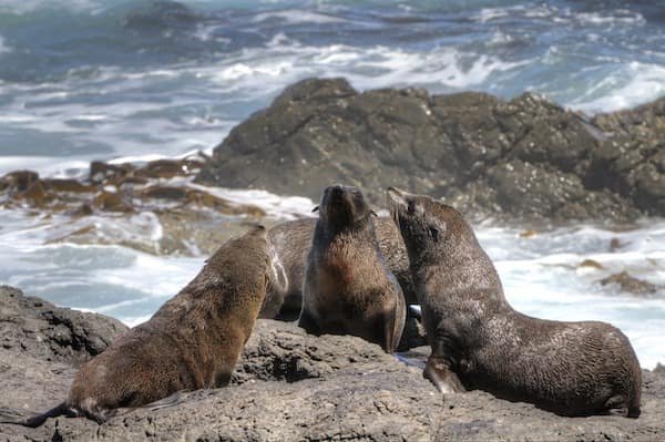 foca-nueva-zelanda-animales-asombrosos Focas de Nueva Zelanda - Asombrosos y peligrosos animales en Nueva Zelanda