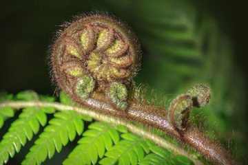 helecho_koru_NuevaZelanda_theinfinitynz Theinfintynz - helecho maori koru Nueva Zelanda theinfinitynz