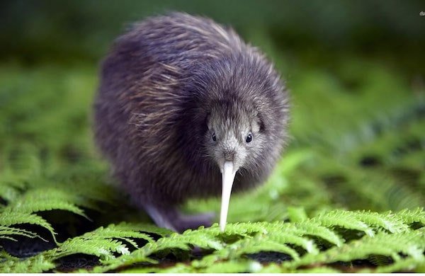 kiwi-nueva-zelanda-animales-asombrosos Kiwi de Nueva Zelanda - Asombrosos y peligrosos animales en Nueva Zelanda