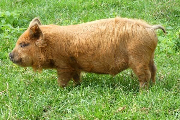 kune-kune-cerdo-nueva-zelanda-animales-asombrosos kune kune pig, cerdo doméstico de Nueva Zelanda - Asombrosos y peligrosos animales en Nueva Zelanda