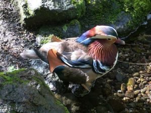Mandarin ducks en Nueva Zelanda - flora y fauna - Theinfinitynz