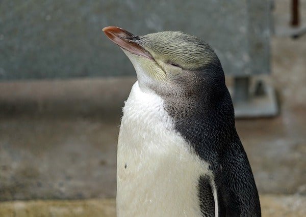 pinguino-amarillo-nueva-zelanda-animales-asombrosos pingüino de ojos amarillos en Zelanda - animales asombrosos en Nueva Zelanda