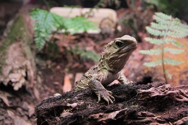 tuatara-nueva-zelanda-animales-asombrosos- tuatara de Nueva Zelanda - Asombrosos y peligrosos animales en Nueva Zelanda