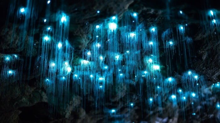 cuevas-de-waitomo-Nueva-Zelanda-theinfinitynz Cuevas de Waitomo Nueva Zelanda - Theinfinitynz