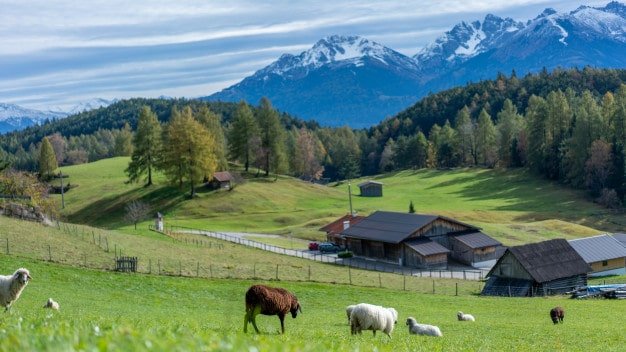 ganado-pastando-campo-Nueva-Zelanda Theinfinitynz - Ganado pastando campo en Nueva Zelanda